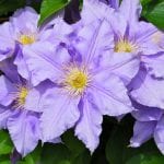 Clematis