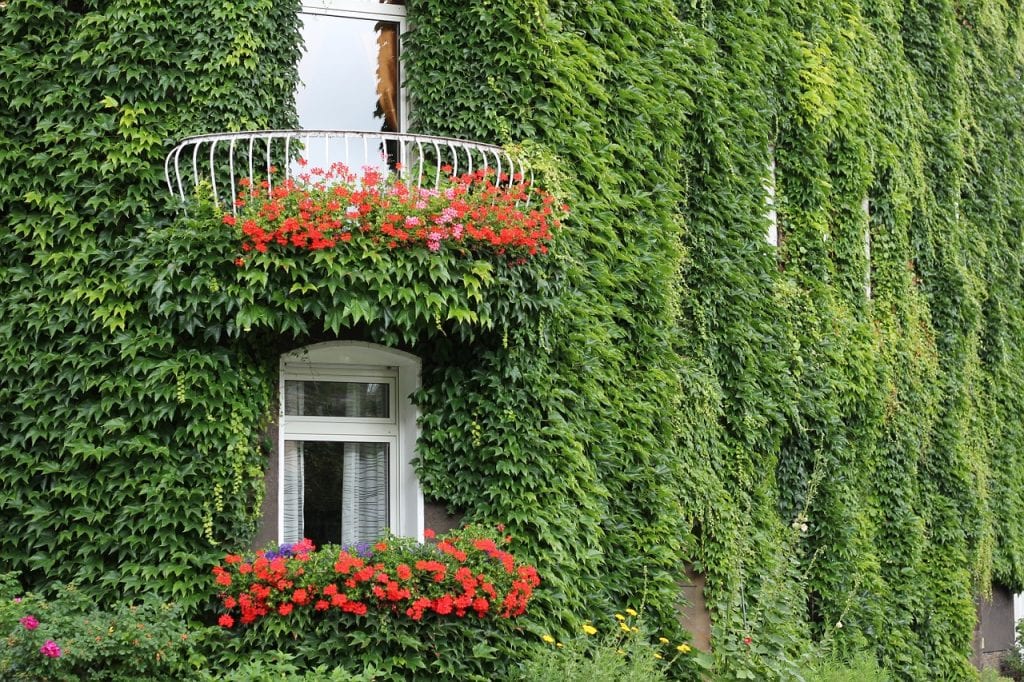 pared-con-trepadora