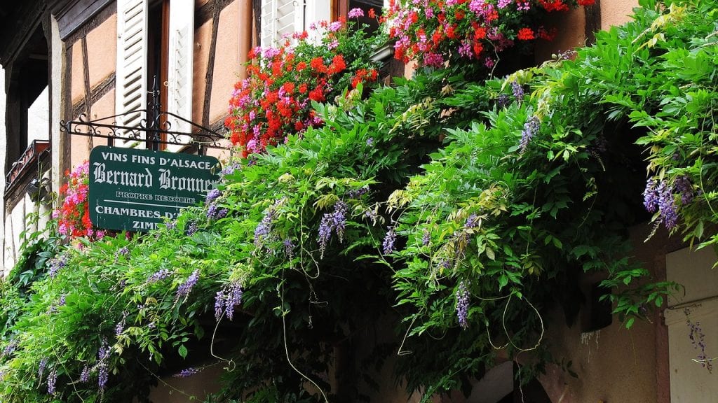 wisteria
