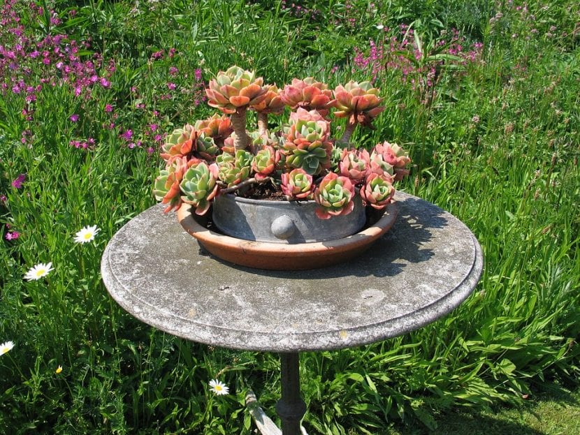 Mesa decorada con suculentas