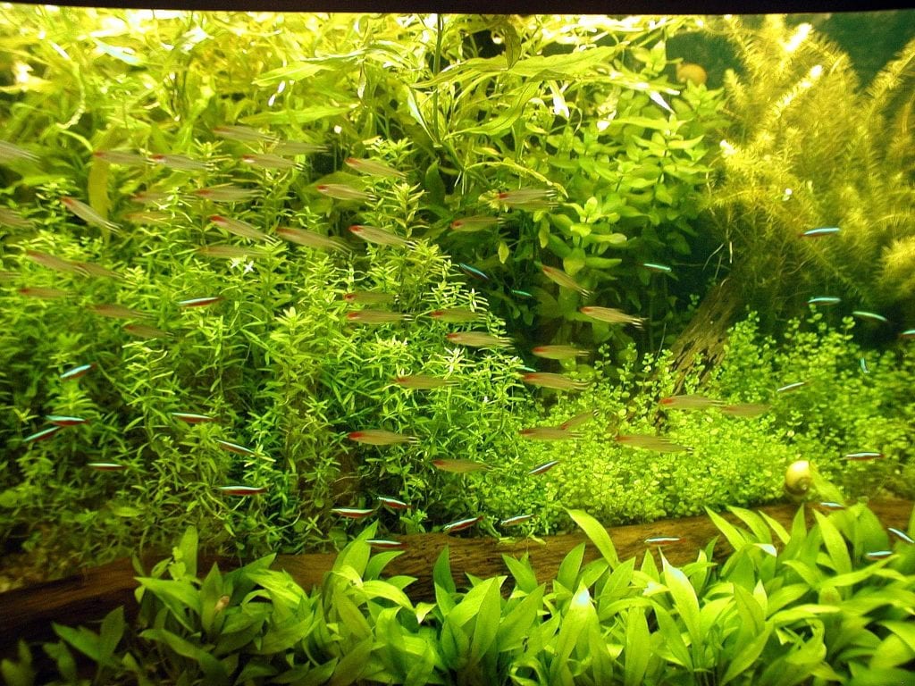 acuario