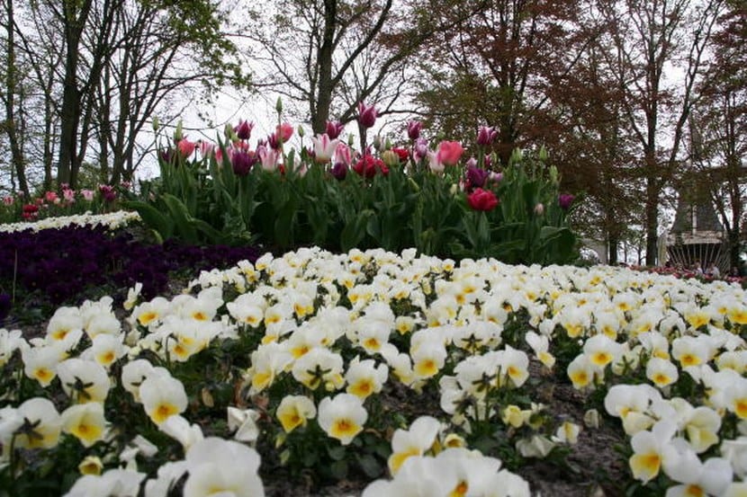 Flores blancas
