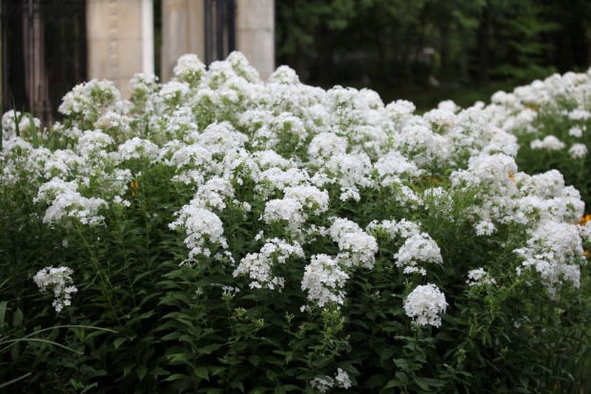 Flores blancas