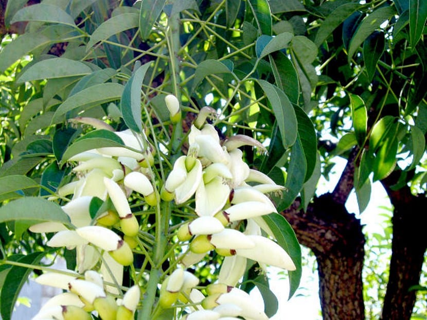 Flores blancas