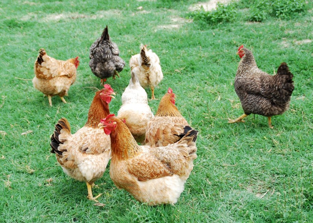 Las gallinas son animales ideales para jardines rústicos