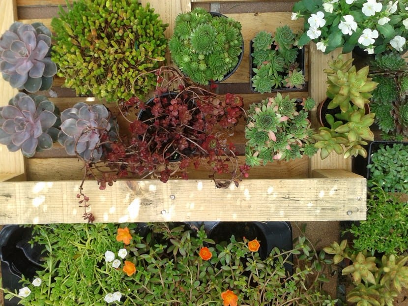 Decoración con plantas