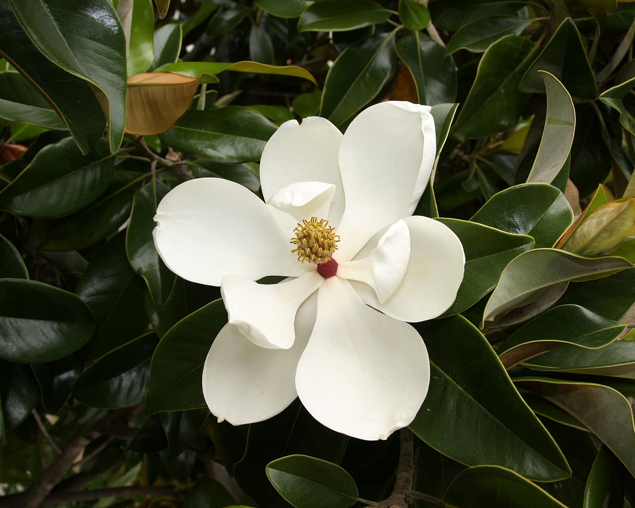 La Magnolia grandiflora es un árbol que produce flores y es ideal para dar privacidad