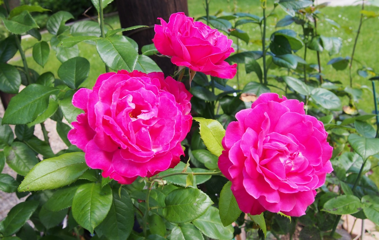 El rosal es un arbusto espinoso que produce flores bonitas