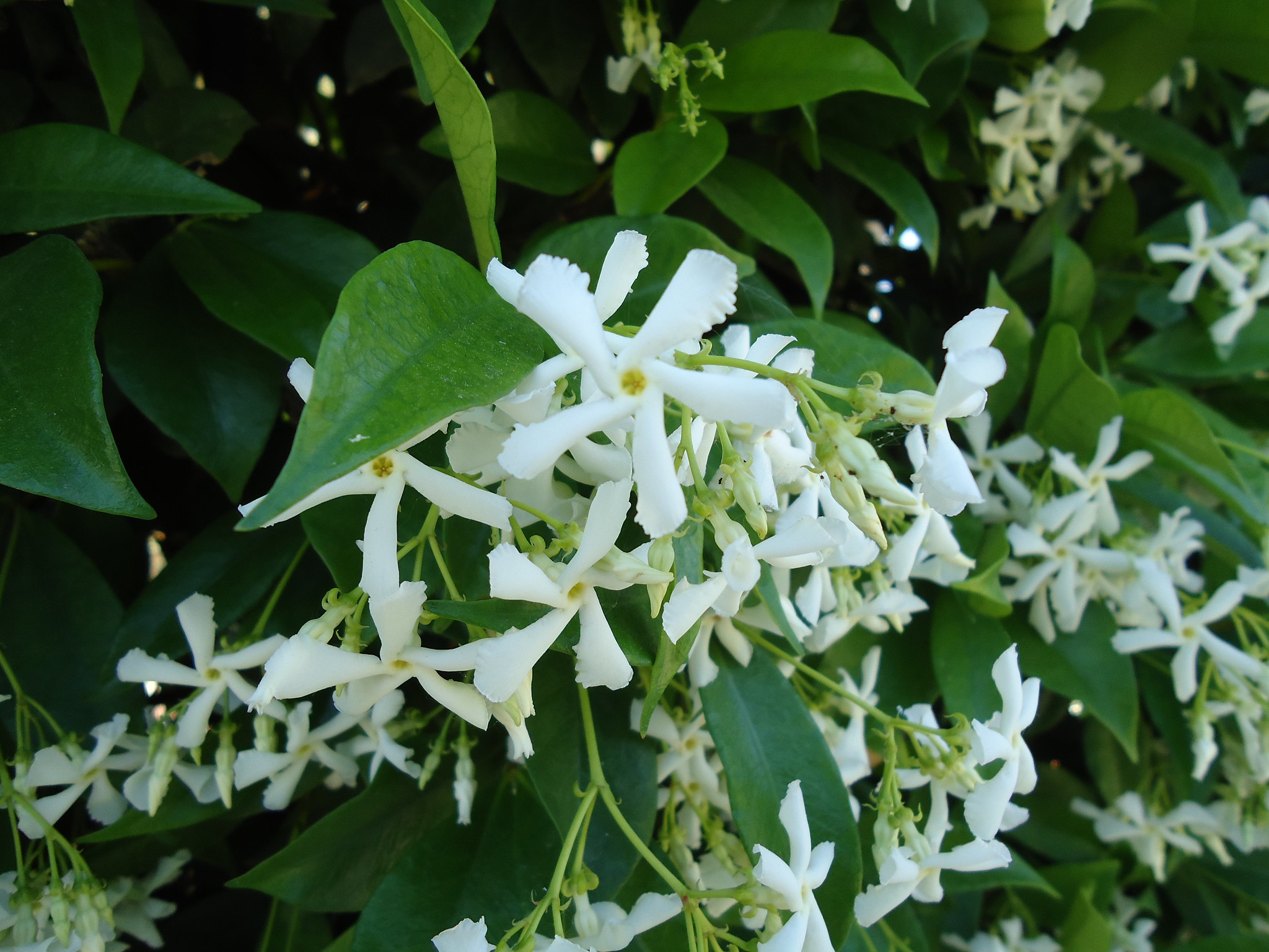 El Trachelospermum jasminioides es una trepadora que produce flores blancas