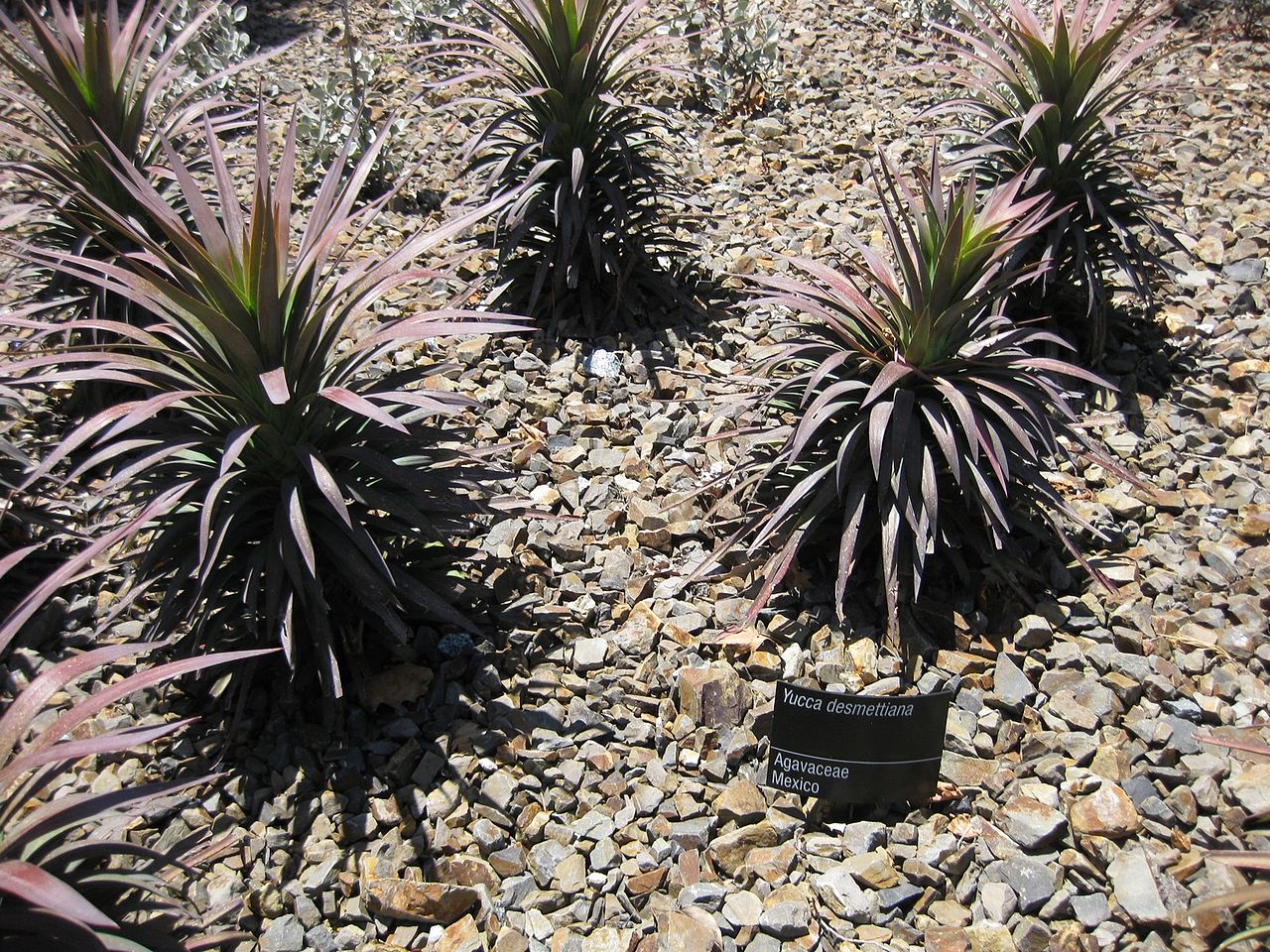 La Yucca desmetiana es un arbusto pequeño
