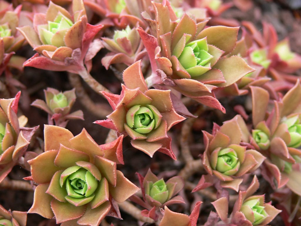 Aeonium decorum