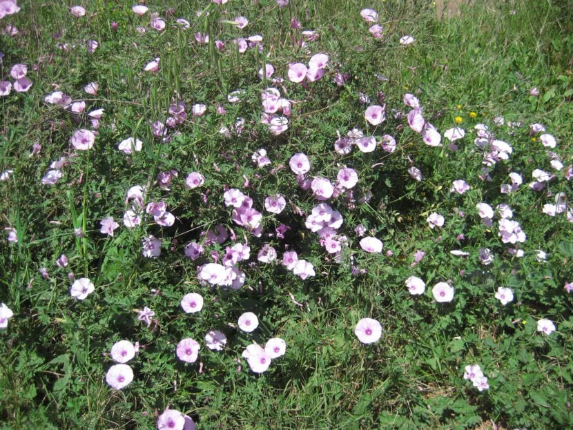 Flores