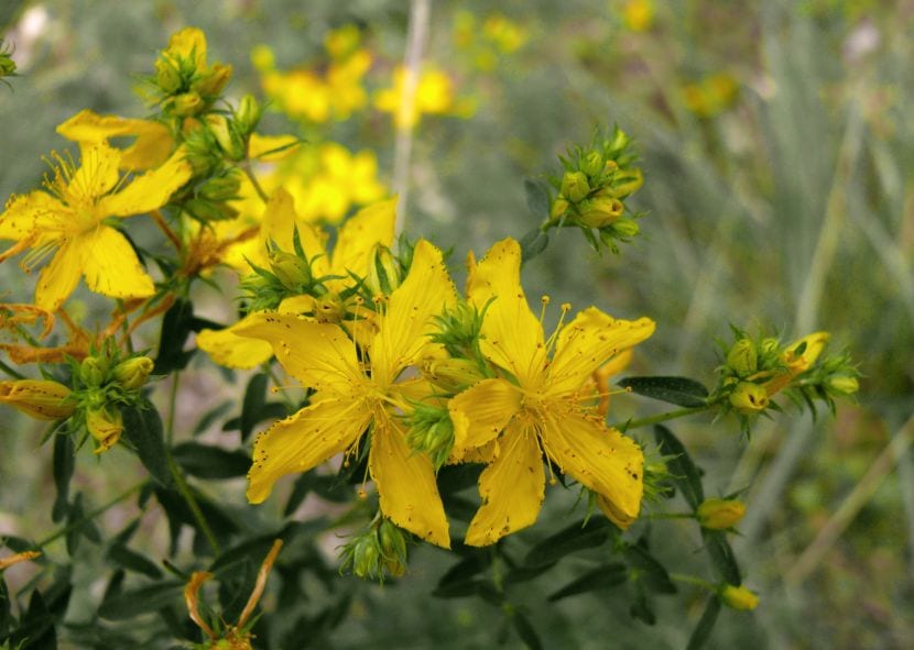Flores amarillas