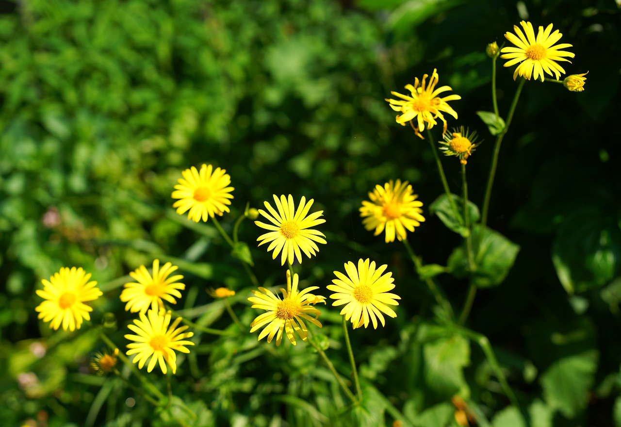 Las flores forman parte de casi todo tipo de jardines