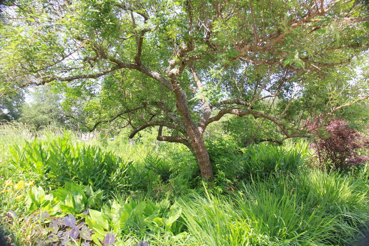 Un jardín natural protege a los animales