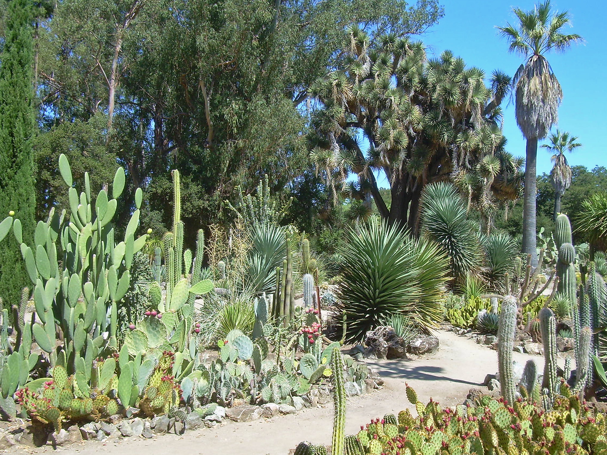 El xerojardín es un tipo de jardín de poca agua
