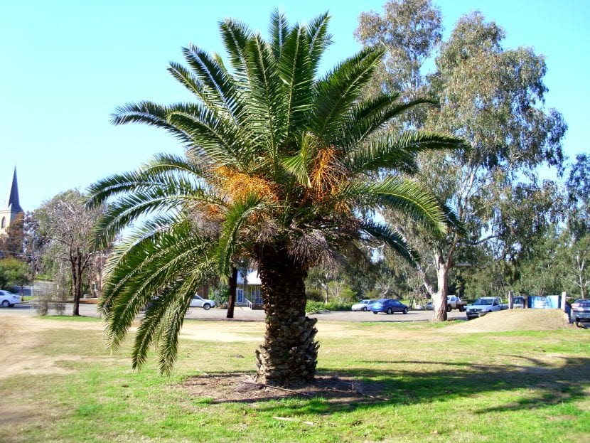 Phoenix canariensis, la palmera canaria