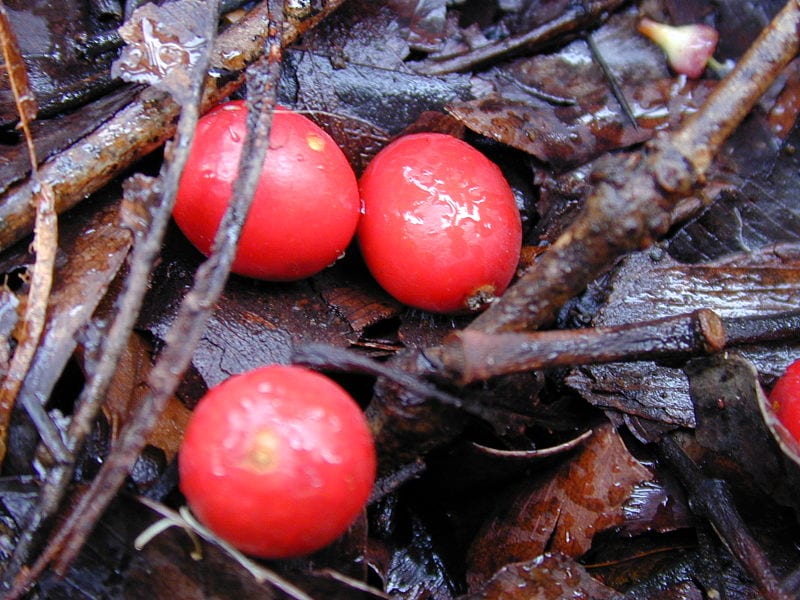 El fruto de la Archontophoenix alexandrae es rojo