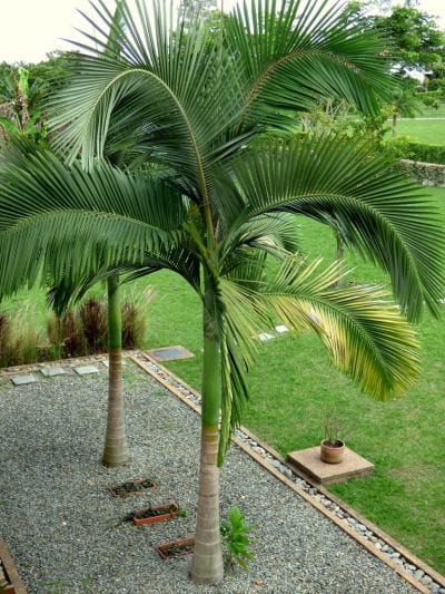 La palmera alejandra es muy ornamental
