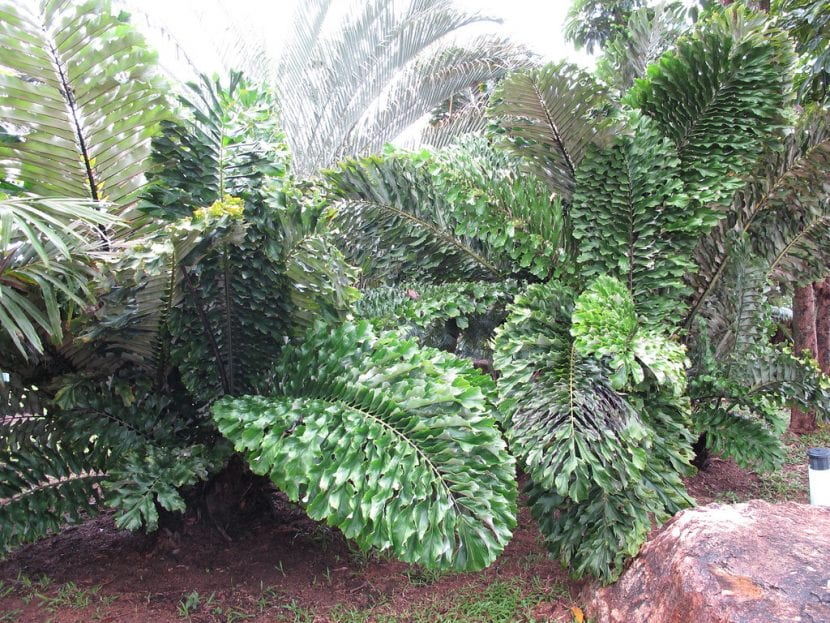 Vista de la Arenga undulatifolia