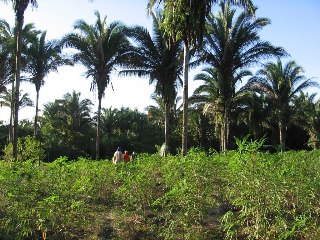 Attalea speciosa o babasú: cultivo, clima y germinación