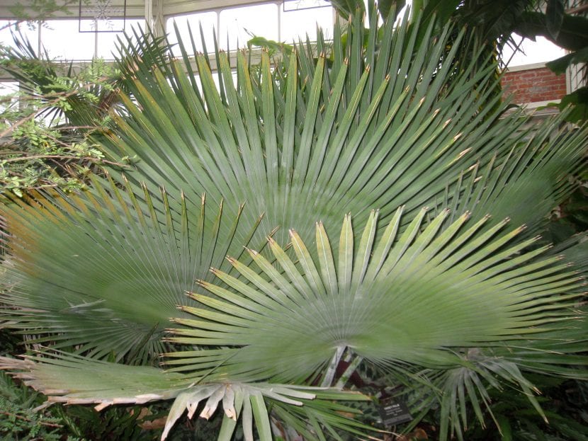 Hojas de la Copernicia baileyana