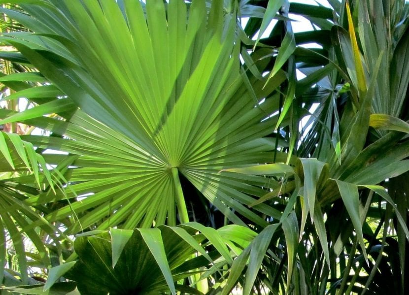 Thrinax radiata