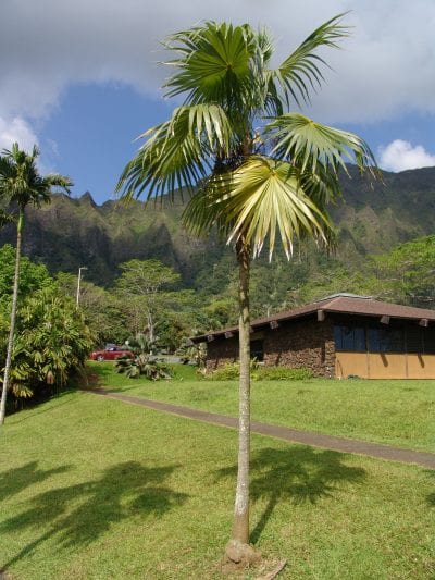 Thrinax radiata adulta