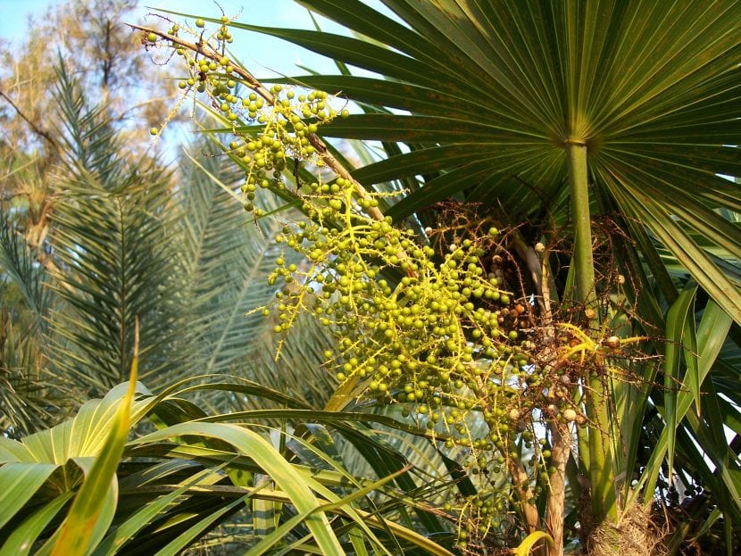 Frutos de Thrinax radiata