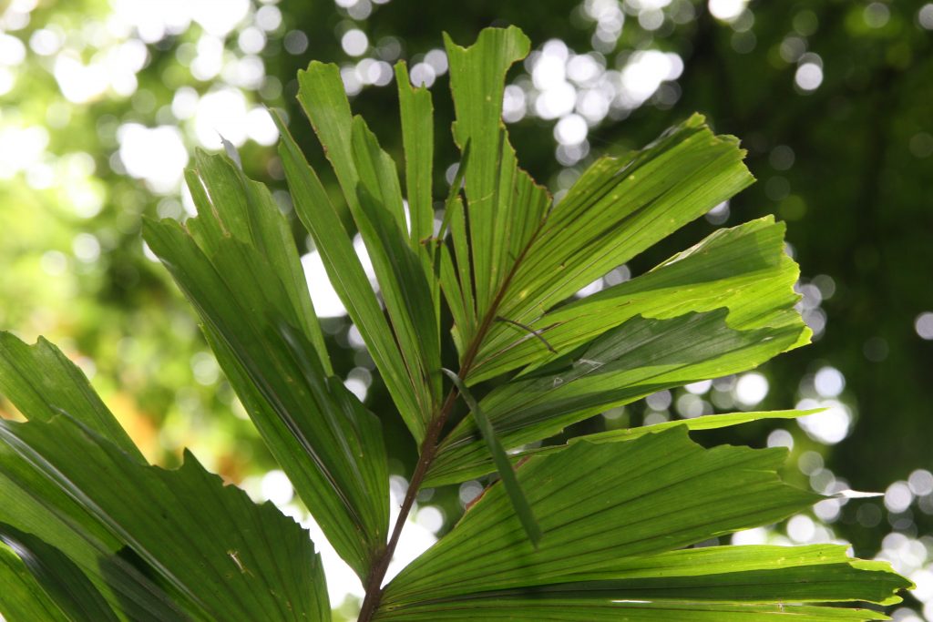 Hoja de Socratea