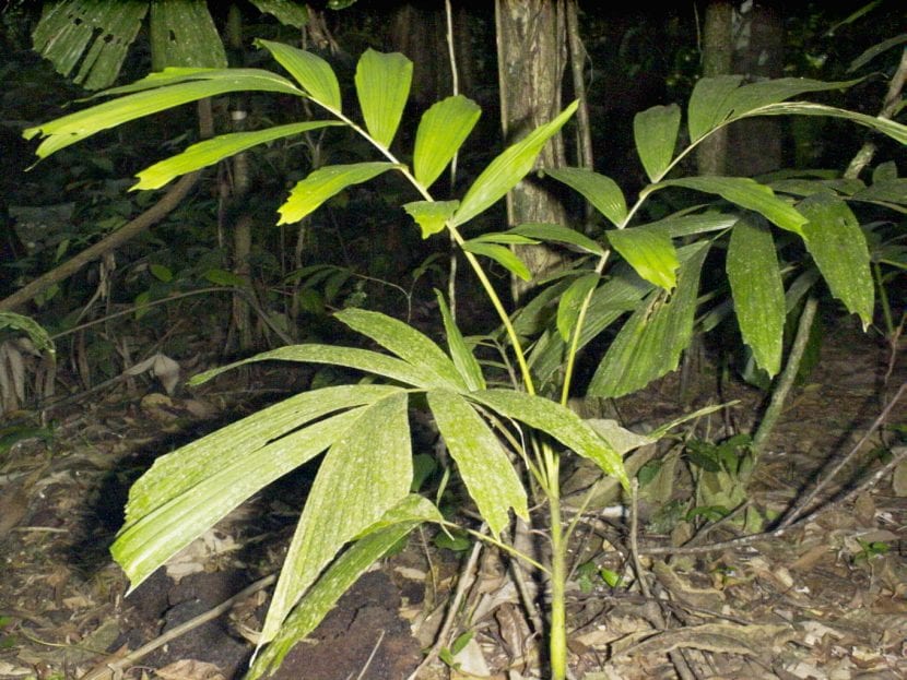 Plántula de Socratea