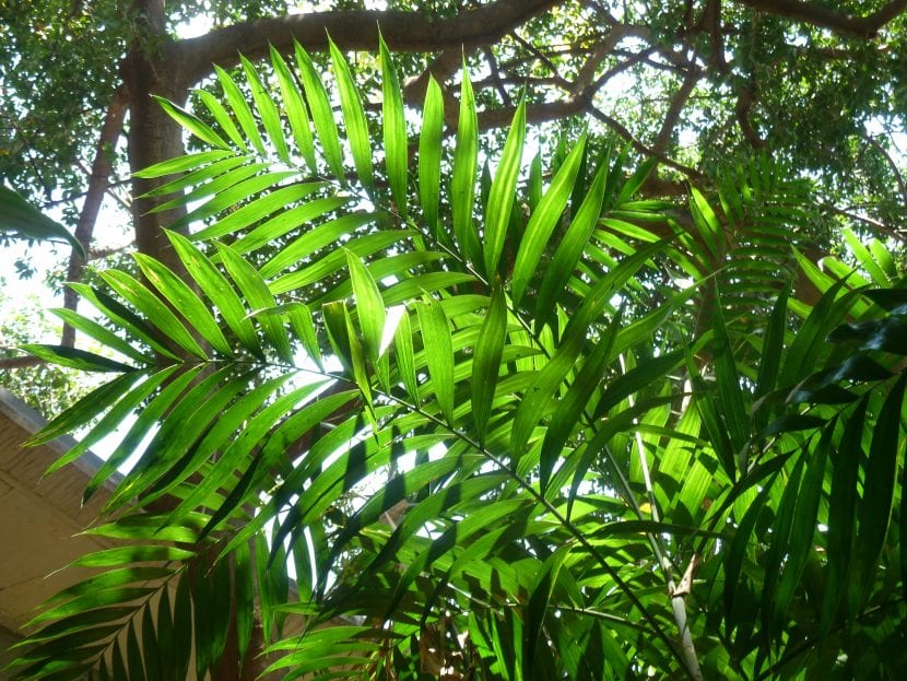 La Chamaedorea elegans es una palmera