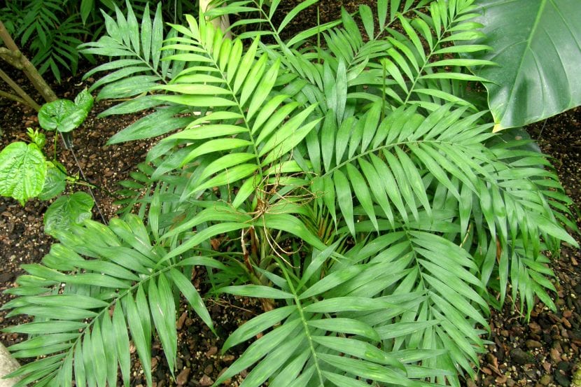 La palmera de Chamaedorea elegans es pequeña