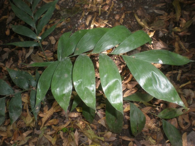 Hojas de la Chamaedorea oblongata