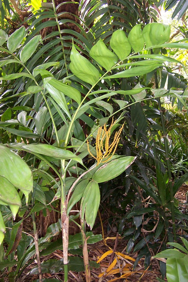 Palmera tepejilote en jardín
