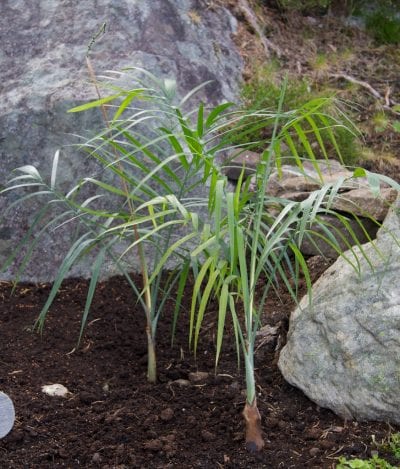 Ejemplar de Chamaedorea radicalis, una palmera rústica