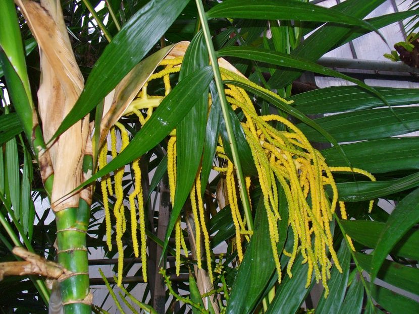 Chamaedorea tepejilote, un ejemplar en flor