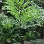 Caryota obtusa, una palmera con hoja bipinnada