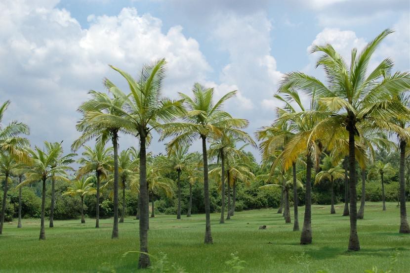 Plantación de Cocos nucifera