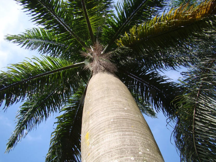 Tronco de Syagrus romanzoffiana, una palmera resistente al frío