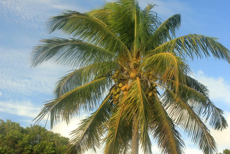 Cocos Ecovero Top Oyster main image 1