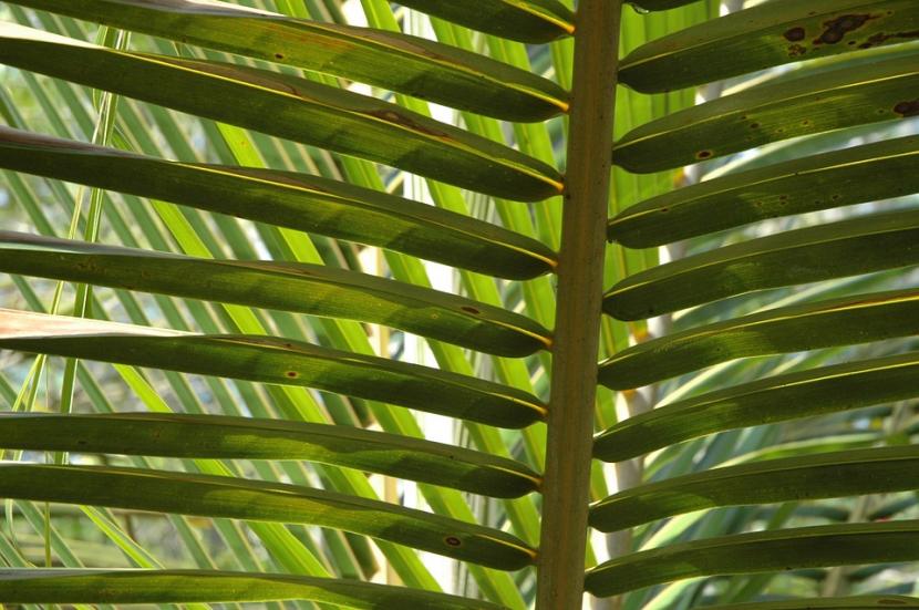 Hoja de cocotero