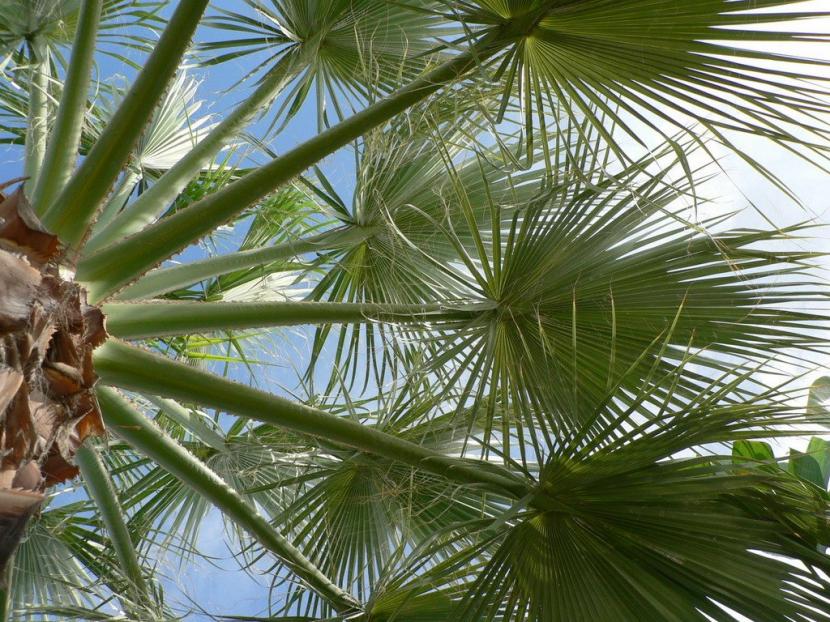 Washingtonia robusta
