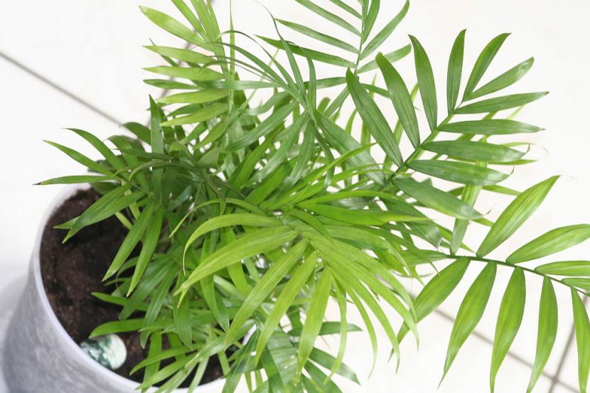 Cuidados de la palmera de interior: luz, riego y abono