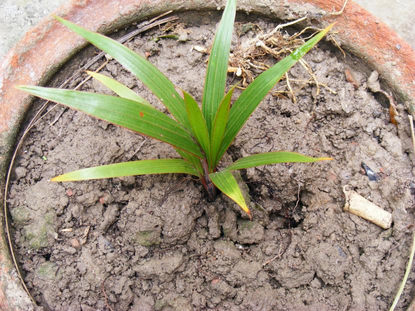 Hyophorbe lagenicaulis