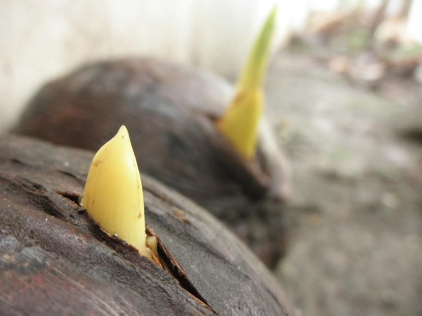 Coco germinado