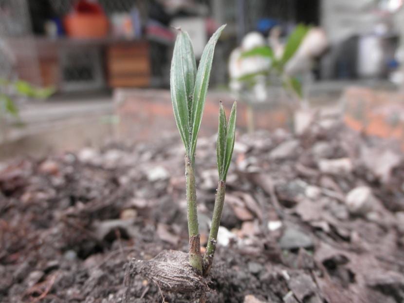 Cuidados de una palmera recién germinada paso a paso