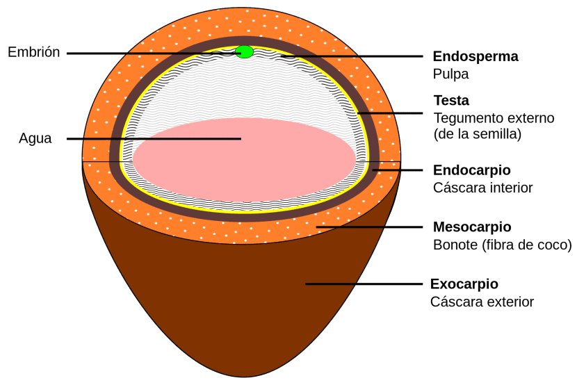 Sección de un coco
