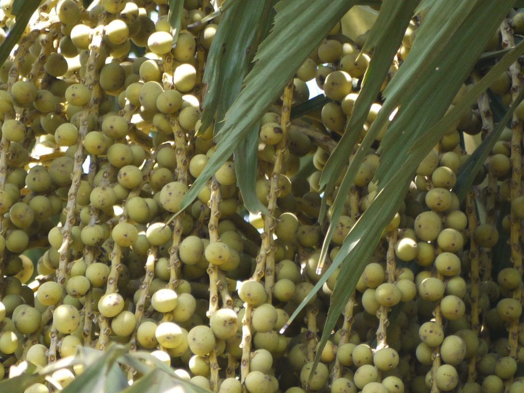 Caryota frutos