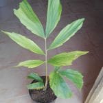 Caryota de mi colección.